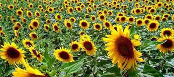 ¡A NO MEZCLAR LOS GIRASOLES! ¡A NO MEZCLAR LOS GIRASOLES!