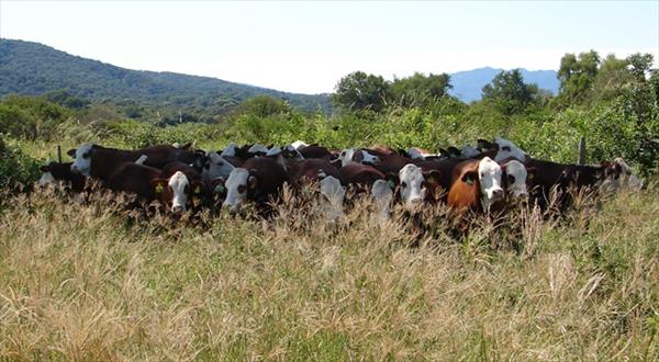 Tucumán busca disminuir la importación de carne Tucumán busca disminuir la importación de carne
