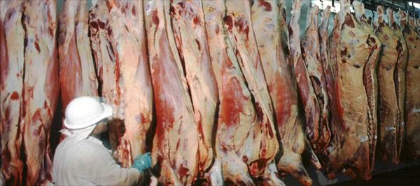 LA FAENA DE BOVINOS SE MANTUVO FIRME DURANTE EL PRIMER MES DEL 2017 LA FAENA DE BOVINOS SE MANTUVO FIRME DURANTE EL PRIMER MES DEL 2017