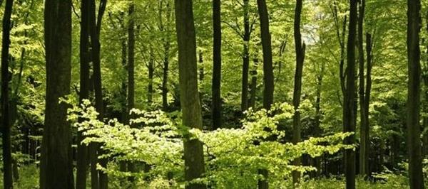 LA IMPORTANCIA DEL MANEJO INTEGRADO DE LOS BOSQUES NATIVOS LA IMPORTANCIA DEL MANEJO INTEGRADO DE LOS BOSQUES NATIVOS