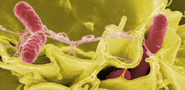 LAS BACTERIAS TAMBIÉN PUEDEN SER ALIADAS DE NUESTRA SALUD LAS BACTERIAS TAMBIÉN PUEDEN SER ALIADAS DE NUESTRA SALUD
