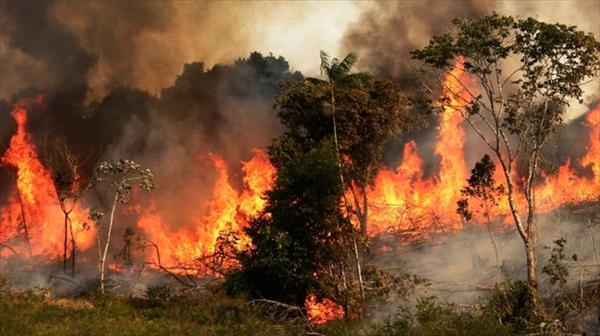 Deforestación en Amazonas: por qué pasa y qué consecuencias trae Deforestación en Amazonas: por qué pasa y qué consecuencias trae