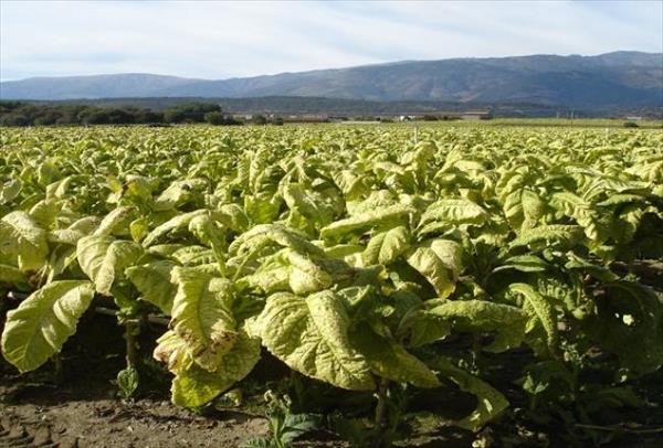 Pagan a productores $35 millones del Fondo del Tabaco Pagan a productores $35 millones del Fondo del Tabaco
