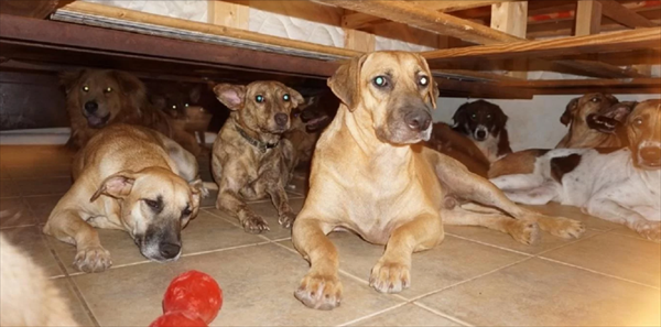 Huracán Dorian: una mujer refugió a 97 perros callejeros en su casa en Bahamas Huracán Dorian: una mujer refugió a 97 perros callejeros en su casa en Bahamas