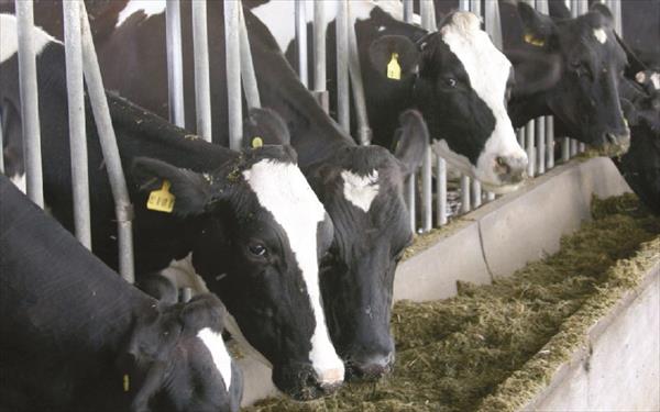 EL ÁREA DESTINADA A CULTIVOS PARA SILO AUMENTÓ UN 300 % EN NUEVE AÑOS EL ÁREA DESTINADA A CULTIVOS PARA SILO AUMENTÓ UN 300 % EN NUEVE AÑOS