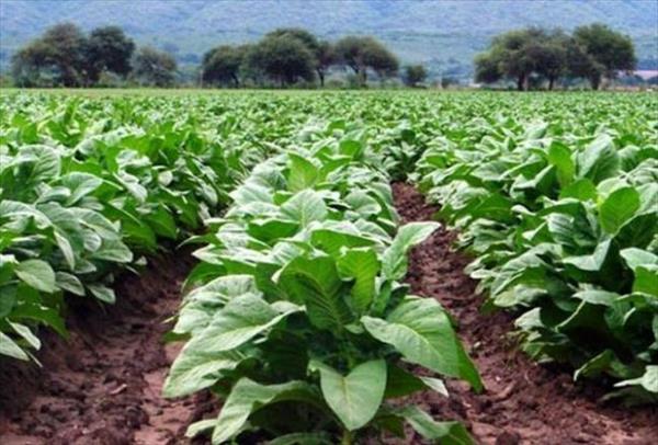 Abonan $70 millones a productores del Fondo del Tabaco Abonan $70 millones a productores del Fondo del Tabaco