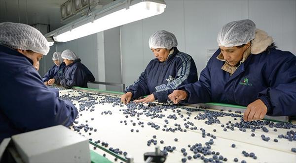 Tucumán exportará arándanos a China en 2019 Tucumán exportará arándanos a China en 2019