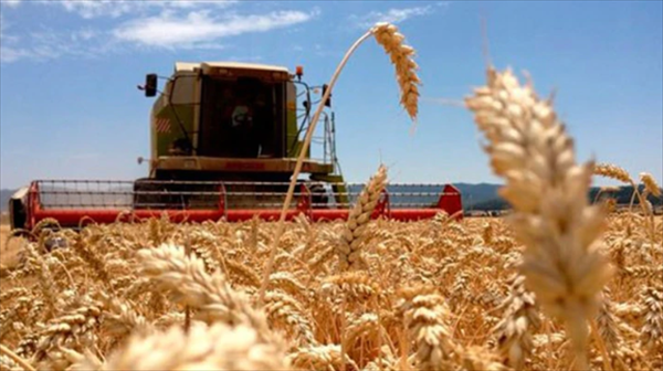 Para repensar la cadena de trigo, el campo reclama una nueva Ley de Semillas Para repensar la cadena de trigo, el campo reclama una nueva Ley de Semillas