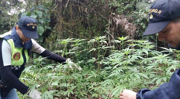 Erradican cultivos de marihuana en el camino a Las Estancias Erradican cultivos de marihuana en el camino a Las Estancias