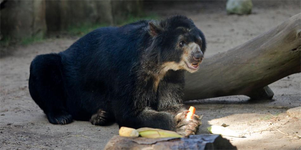 Proponen a la Corte reconocer que animales son personas con derechos Proponen a la Corte reconocer que animales son personas con derechos