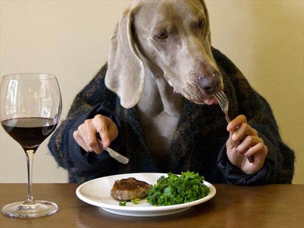 Avanza el proceso de humanización de las mascotas Avanza el proceso de humanización de las mascotas