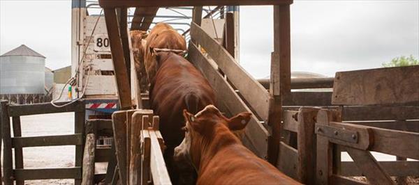 LOS CONSIGNATARIOS PUEDEN ADHERIR A LA AUTOGESTIÓN PARA EL MOVIMIENTO DE ANIMALES LOS CONSIGNATARIOS PUEDEN ADHERIR A LA AUTOGESTIÓN PARA EL MOVIMIENTO DE ANIMALES