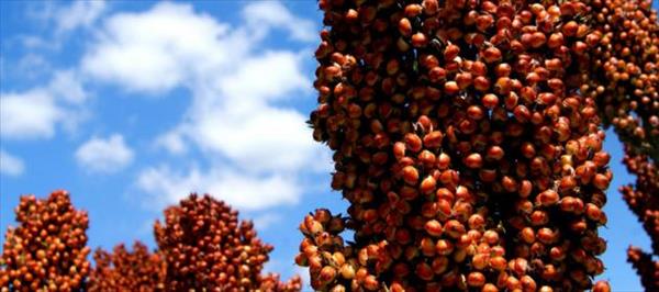 UN INFORME DEL INTA DESTACA EL USO DE SILAJES DE SORGO EN SISTEMAS GANADEROS UN INFORME DEL INTA DESTACA EL USO DE SILAJES DE SORGO EN SISTEMAS GANADEROS