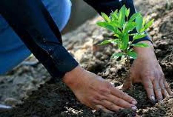 Reforestación y huertas urbanas: claves para el desarrollo de las comunas Reforestación y huertas urbanas: claves para el desarrollo de las comunas