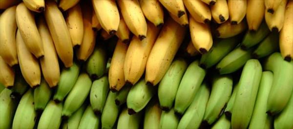 "NO MÁS BANANICIDIO" "NO MÁS BANANICIDIO"