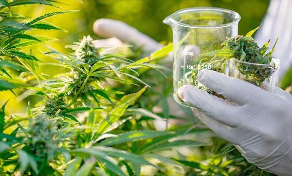 La Corte ordenó a cubrir un tratamiento con aceite de cannabis para un niño epiléptico La Corte ordenó a cubrir un tratamiento con aceite de cannabis para un niño epiléptico