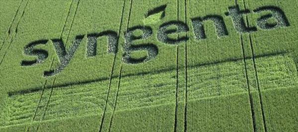 PARA SYNGENTA, "UNA NUEVA LEY DE SEMILLAS ES FUNDAMENTAL PARA EL FUTURO AGRÍCOLA" PARA SYNGENTA, "UNA NUEVA LEY DE SEMILLAS ES FUNDAMENTAL PARA EL FUTURO AGRÍCOLA"