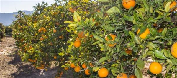 LA BUENA CALIDAD IMPULSARON LAS EXPORTACIONES DE LOS LIMONES Y LAS NARANJAS ARGENTINAS LA BUENA CALIDAD IMPULSARON LAS EXPORTACIONES DE LOS LIMONES Y LAS NARANJAS ARGENTINAS