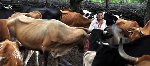 LA NUEVA LEY DE GANADERÍA SALTEÑA PUSO EN ALERTA AL SENASA LA NUEVA LEY DE GANADERÍA SALTEÑA PUSO EN ALERTA AL SENASA