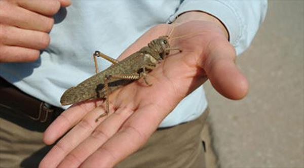 Controlarán la reproducción de langostas en el este tucumano Controlarán la reproducción de langostas en el este tucumano