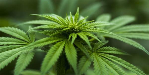 Cannabis y epilepsia: avanza en el Garrahan un ensayo en casos refractarios Cannabis y epilepsia: avanza en el Garrahan un ensayo en casos refractarios
