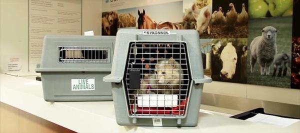 EL SENASA BRINDÓ RECOMENDACIONES PARA PODER TRANSPORTAR MASCOTAS EL SENASA BRINDÓ RECOMENDACIONES PARA PODER TRANSPORTAR MASCOTAS
