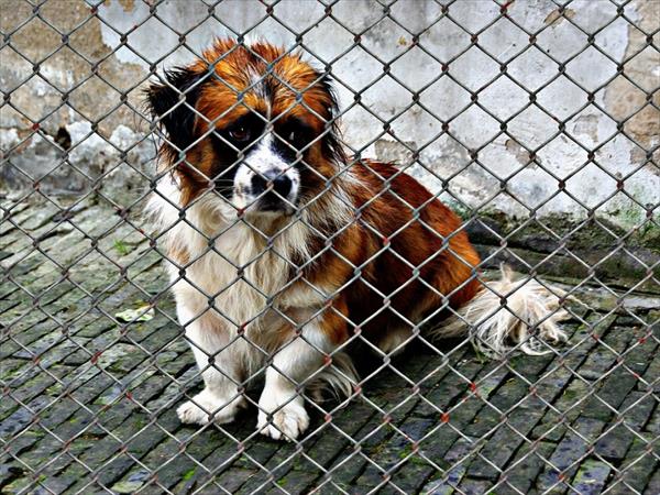Más Estado para proteger a los animales Más Estado para proteger a los animales