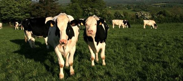 LA PRODUCCIÓN MUNDIAL DE LECHE BAJÓ SIGNIFICATIVAMENTE LA PRODUCCIÓN MUNDIAL DE LECHE BAJÓ SIGNIFICATIVAMENTE
