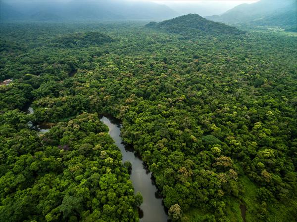 Recuperar el ecosistema de la Amazonia llevará entre 200 y 500 años Recuperar el ecosistema de la Amazonia llevará entre 200 y 500 años