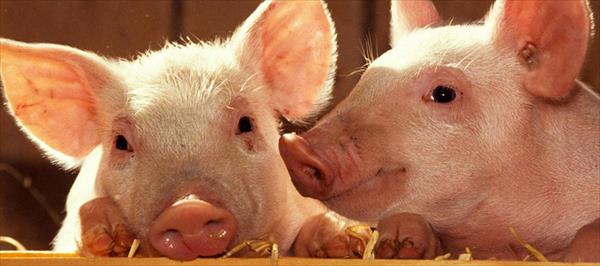 CERDO: CREAN UN FONDO ENTRE PRODUCTORES Y AGROINDUSTRIA PARA FOMENTAR EL CONSUMO CERDO: CREAN UN FONDO ENTRE PRODUCTORES Y AGROINDUSTRIA PARA FOMENTAR EL CONSUMO