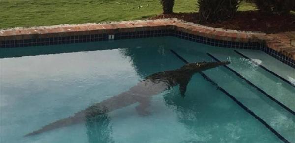 SORPRESA EN EEUU: HALLAN UN COCODRILO EN UNA PILETA DE FLORIDA SORPRESA EN EEUU: HALLAN UN COCODRILO EN UNA PILETA DE FLORIDA