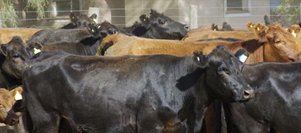 CIENTÍFICOS ARGENTINOS LOGRARON ELIMINAR EL GEN DE LA VACA LOCA CIENTÍFICOS ARGENTINOS LOGRARON ELIMINAR EL GEN DE LA VACA LOCA