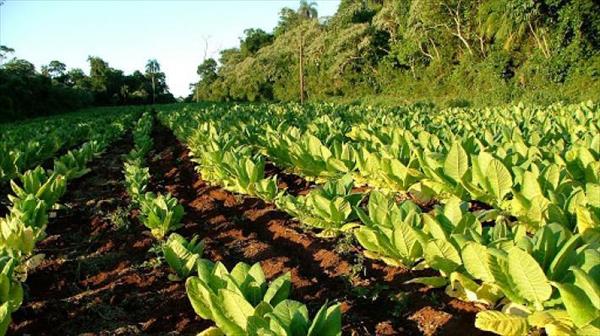 Productores cobran $70 millones del Fondo Especial del Tabaco Productores cobran $70 millones del Fondo Especial del Tabaco